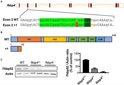 A decrease in Fkbp52 alters autophagosome maturation and A152T-tau clearance in vivo